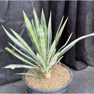 Agave sisalana (variegated) 10-gallon pots